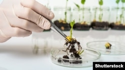 Илустрација: научници тестираат ГМО растени во лабораторија. 