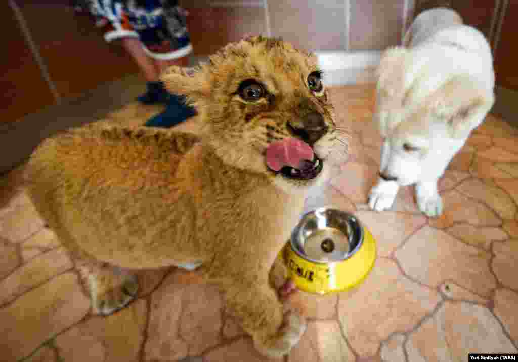 Elza is no stranger to (little) big cats and attention from the media. 