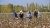 Disa uzbekë shihen në plantacionet e pambukut në Tashkent. Fotografi ilustruese nga arkivi.