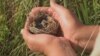 aquatic warbler grab