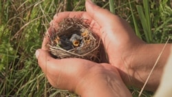 Rare Aquatic Warblers Moved Box-By-Box From Belarus to Lithuania