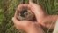 aquatic warbler grab