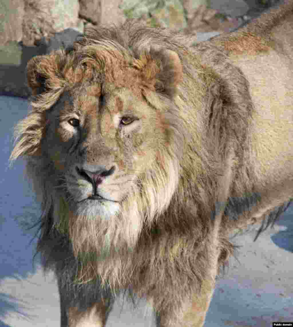 نمایی از یک شیر ایرانی