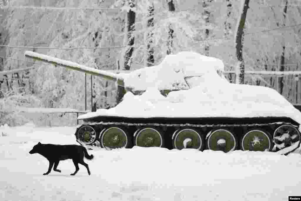 Russia -- A dog runs past a Soviet-era tank, with the air temperature at about minus 8 degrees Celsius (17.6 degrees Fahrenheit), in a park of Russia&#39;s southern city of Stavropol, December 24, 2012.