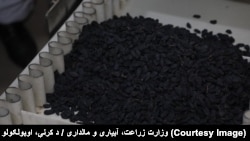 کشمش افغانستان