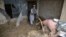 An Afghan man removes debris from his house following heavy rains and flash flooding in Kandahar on April 14.