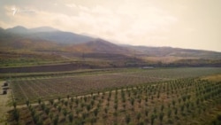 Ռուսական սահմանափակումների ֆոնին ի՞նչ ցուցանիշներ կան գյուղատնտեսությունում