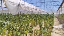 55 миллиард долларлик лимонарийнинг аччиқ қисмати