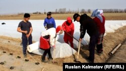 Жалал-Абаддагы талаада тартылган сүрөт. 