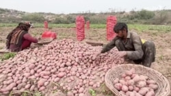 د پاکستان او افغانستان د سوداګرۍ درېدو د پنجاب کروندګر تاواني کړي دي