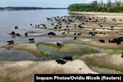 Goveda šetaju po peščanim sprudovima koji su postali vidljivi nakon što je nivo Dunava znatno opao kod Kalarašija u Rumuniji, 18. jul 2026.
