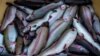 Карелия: рыбоводческие хозяйства остались без комбикорма из-за санкций