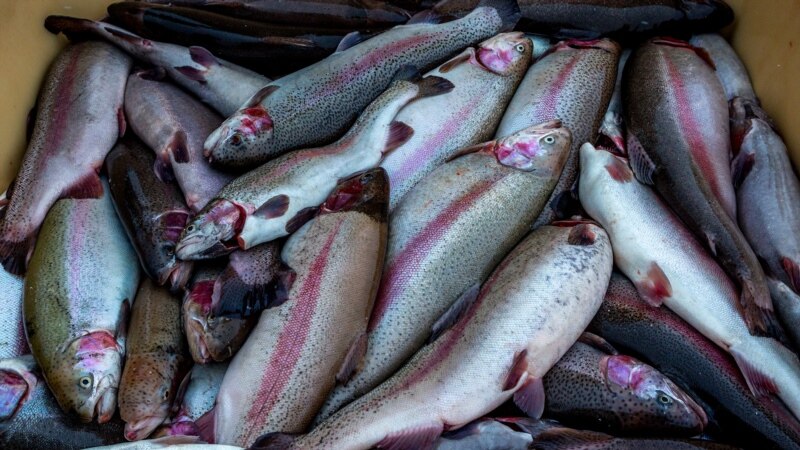 Полицейские в Мурманске попросили жителя выловить рыбу и возбудили дело о браконьерстве