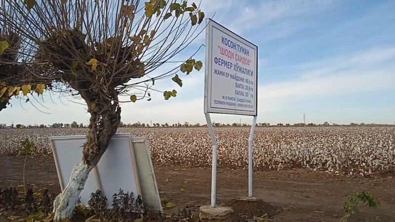 Cotton Campaign Өзбекстандын пахтасына киргизилген бойкот алынганын жарыялады 