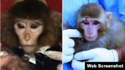 Фотографии двух разных обезьян в сообщениях СМИ о запуске Ираном космического аппарата "с обезьяной на борту".
