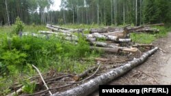 Высяканьне дрэваў пад пляцоўку беларуска-кітайскага індустрыяльнага арку