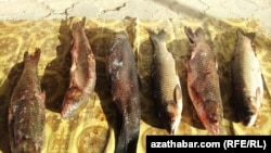 Bazarda satylýan balyk. Türkmenistan (arhiw suraty). 