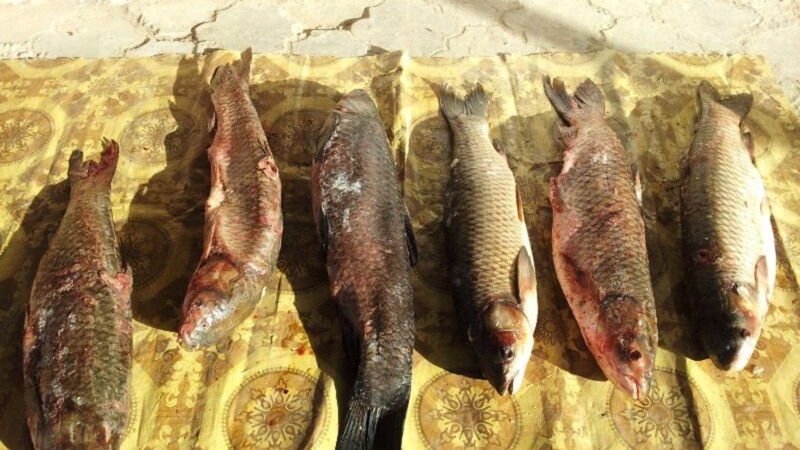 Amyderýada balyk tutmak gadagançylygynyň arasynda bazarlarda balyk gymmatlady