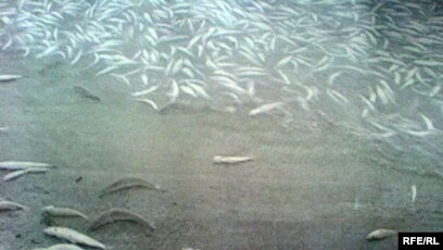 Өзбектердің секс суреттері Лара Кравцованың жалаңаш есегі