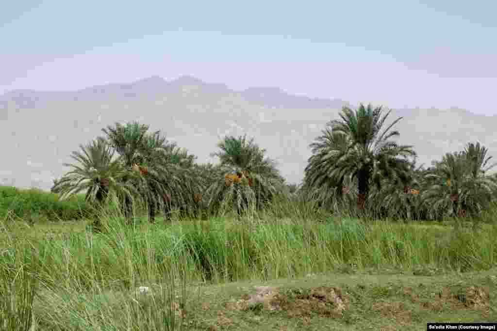 The view of a date plantation in Dhaki, Dera Ismail Khan. The region's hot climate in Pakistan's northwestern Khyber Pakhtunkhwa province supports date production. Some 100 plantations the region produce 90,000 kilograms of dates annually.