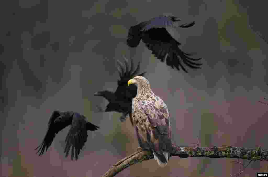 An adult white-tailed eagle is seen in a forest near the remote village of Sosnovy Bor, Belarus. (Reuters/Vasily Fedosenko)