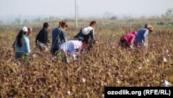 Samarqand viloyati Payariq tumani Eshimoqsoq qishlog‘ida maktab bolalari paxtada. 14 oktabr 2014 yil.