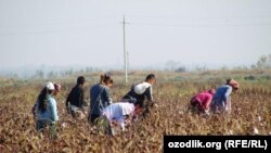 Samarqand viloyati Payariq tumani Eshimso‘qmoq qishlog‘ida maktab bolalari paxtada, 14-oktyabrь 2014 yil.