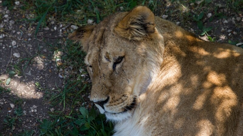Uhvaćeni lavovi i tigrovi i jaguar iz zoo vrta u Njemačkoj