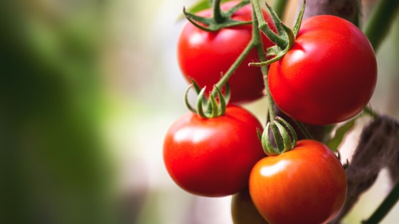 Türkmenistandan Russiýa eksport edilen dokuz tonna pomidorda zyýankeş güýe tapyldy, ýene-de