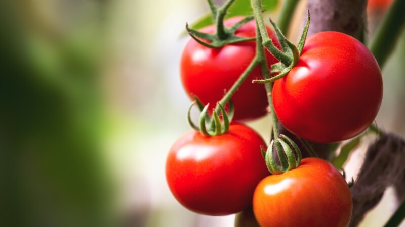 Maryda pomidor gymmatlaýar ýa-da importyň ornuny tutýan önümleri köpeltmek ýörelgesiniň aýdylmaýan tarapy