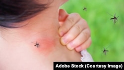Pentru persoanele alergice, înțepăturile de insecte pot fi periculoase.