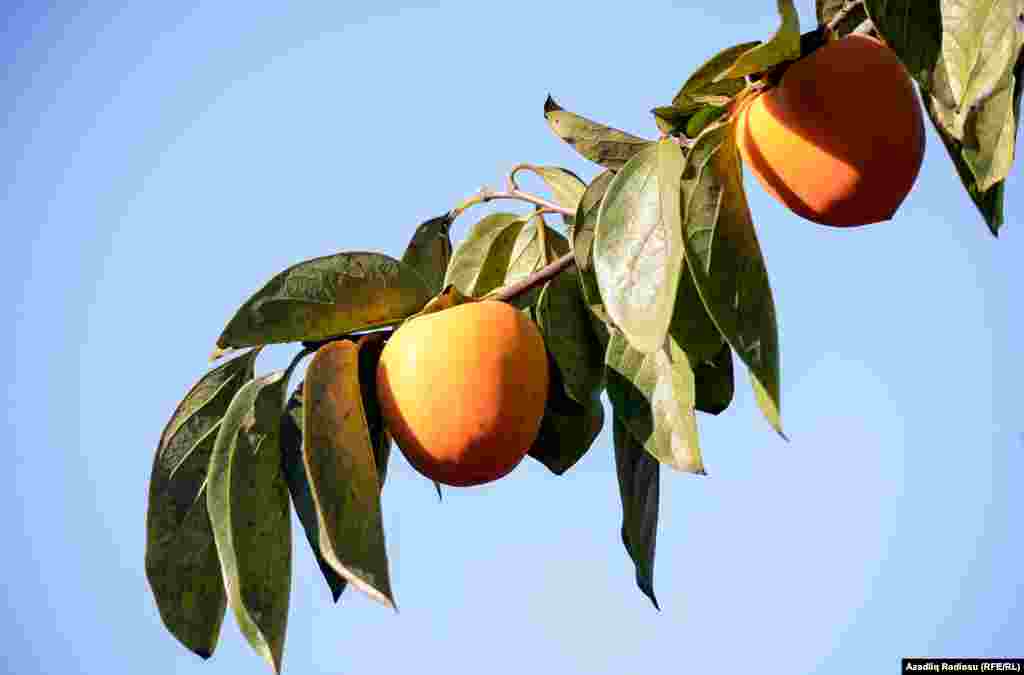 Meyvələr öncə yığılır və bir müddət sərilir, sonra isə yeşiklərə yığılıb satışa hazır qoyulur.