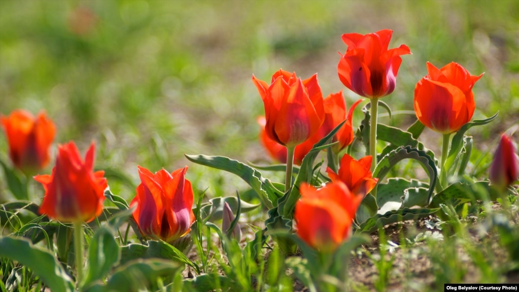 بهاران در شمال افغانستان، دشت‌ها، تپه‌ها و دامان کوه‌ها پر از لاله می شود(آرشیف) 