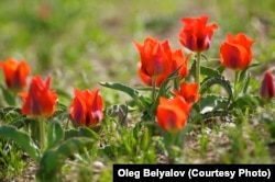 Прародители почти всех тюльпанов — тюльпаны Грейга уже давно включены в список редких и исчезающих растений. Автор — Олег Белялов. Фотография предоставлена сыном фотографа Алексеем Беляловым.