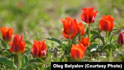 بهاران در شمال افغانستان، دشت‌ها، تپه‌ها و دامان کوه‌ها پر از لاله می شود(آرشیف) 