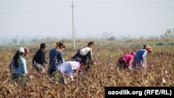 Uzbekistan gave up using minors for cotton-picking in 2015 under international pressure that included boycott campaigns. (file photo)