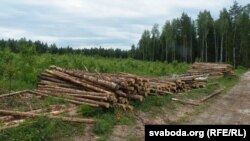 Лесапавал каля Смалявічаў, архіўнае фота, 2014 год.