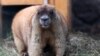 A marmot pictured at St. Petersburg's Leningrad Zoo on February 12.