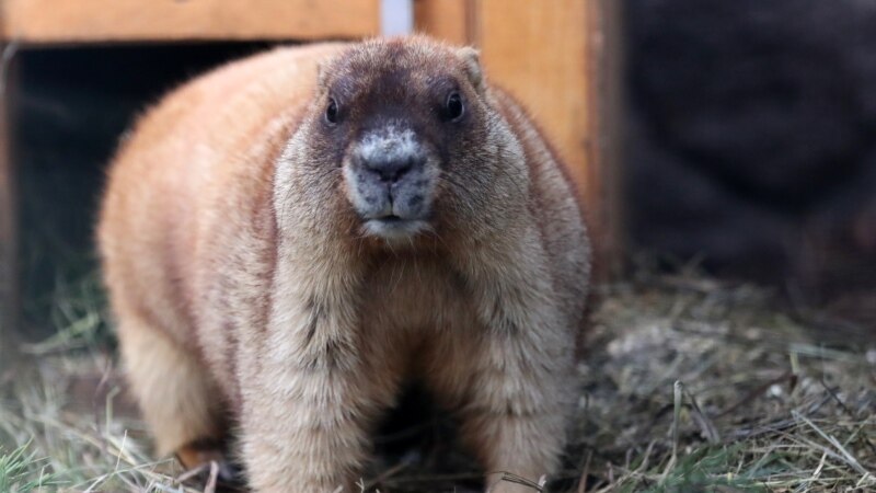 Russia’s Animal Kingdom Sees The Future — And It Doesn’t Include Winter