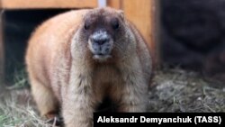 Svizac uslikan u Zoološkom parku 'Lenjingrad' u Sankt Peterburgu 12. februara.