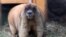 A marmot pictured at St. Petersburg's Leningrad Zoo on February 12.
