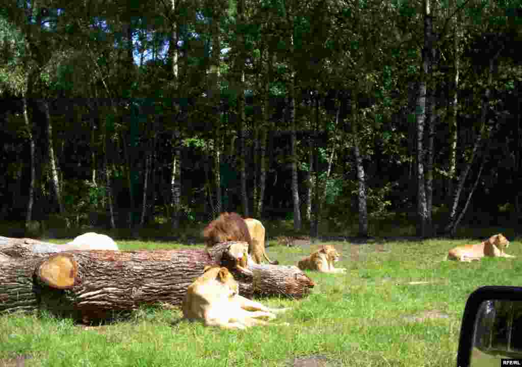 Almaniyanın Serengeti Parkı - parkın sahəsi-200 hektar ekzotik heyvanların sayı-1500 parkda səfər etmək ücün (safari) avtomobil yolunun uzunluğu-10 km