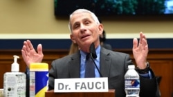 انتونی فاوچی، کارشناس ارشد بیماری‌های عفونی در امریکا
