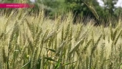 Фермеры Одессы грозят прекратить экспорт зерна (видео)