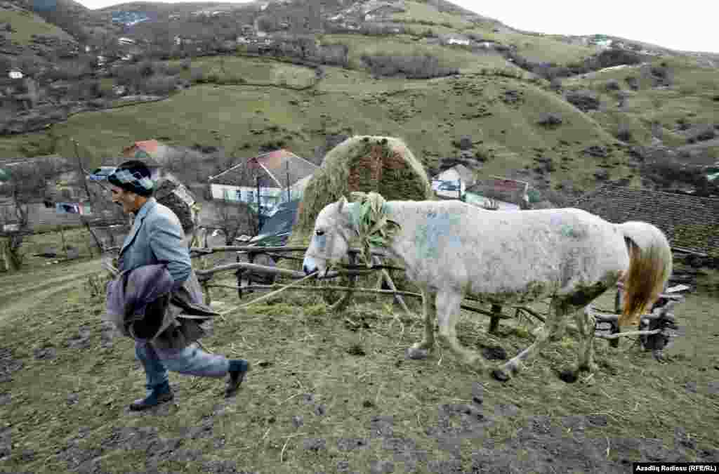 Ərdəbil kənd sakini səhər tezdən heyvanları otlağa aparır.&nbsp;