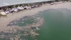 Морський слиз біля берегів Туреччини загрожує екологічною катастрофою (відео)