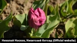 Тюльпаны в Никитском ботаническом саду, Крым, март 2019 год 