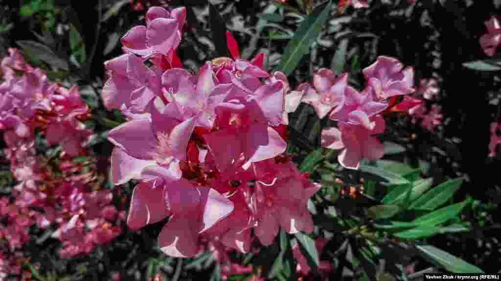 У липні пишно цвітуть лілейники, в парку їх понад 110 видів