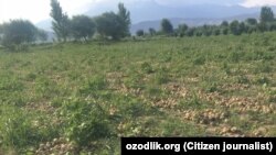 Фарма погодена од бурата во Узбекистан 