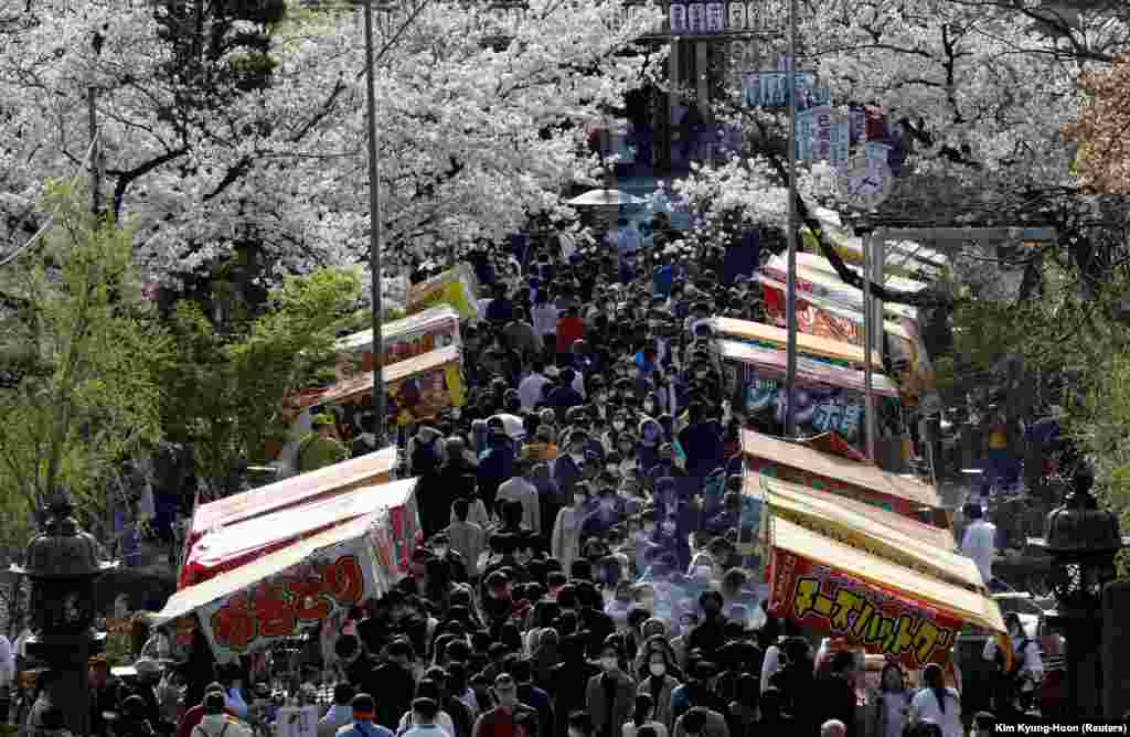 В прошлом году из-за пандемии COVID-19 местным жителям и иностранным туристам не удалось традиционно полюбоваться цветением сакуры